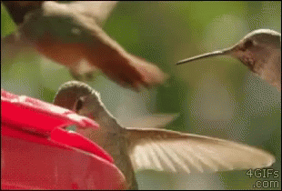 Hummingbird pulling another away from feeder