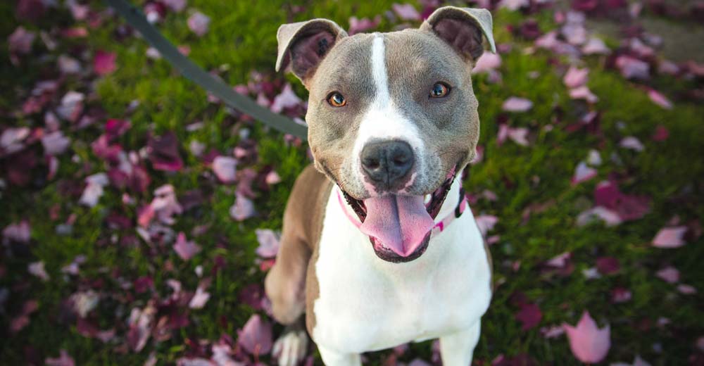 A really cute pitbull in a bed of flowers. 