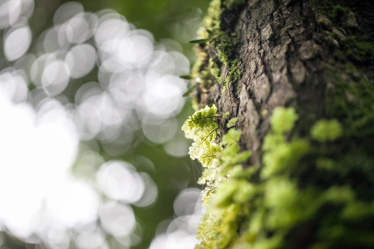 Side of a large tree